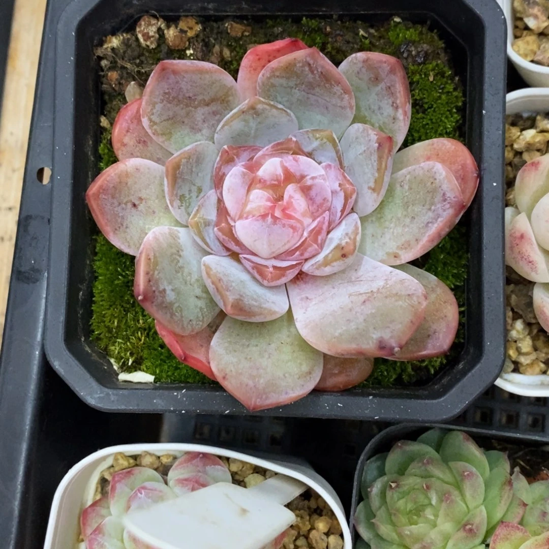 精品多肉一物一拍不包整306