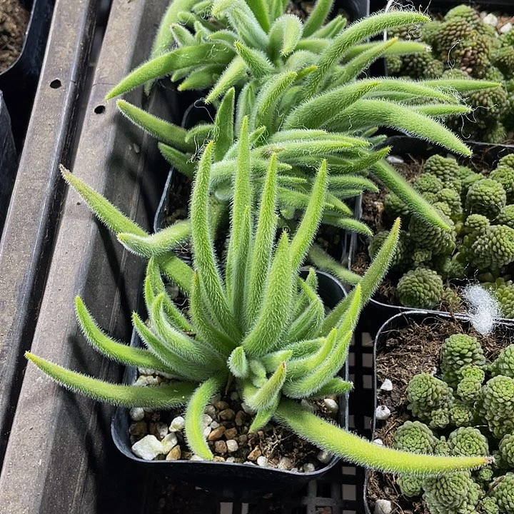 银狐2.8带盆土发货