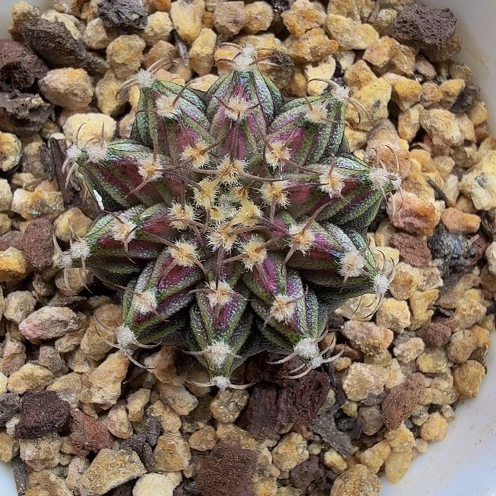 当前无花朵，栽培后可花朵