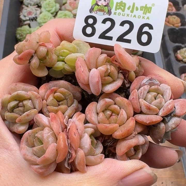 当前无花朵，栽培后可花朵多肉植物多肉植物