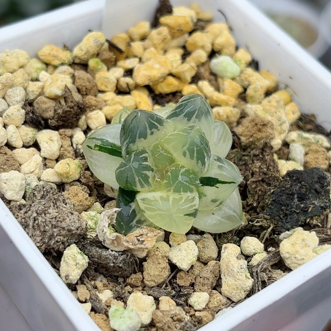 37双头糊斑龙爪玉露锦小鼻嘎（根一般介意勿拍）福利专场