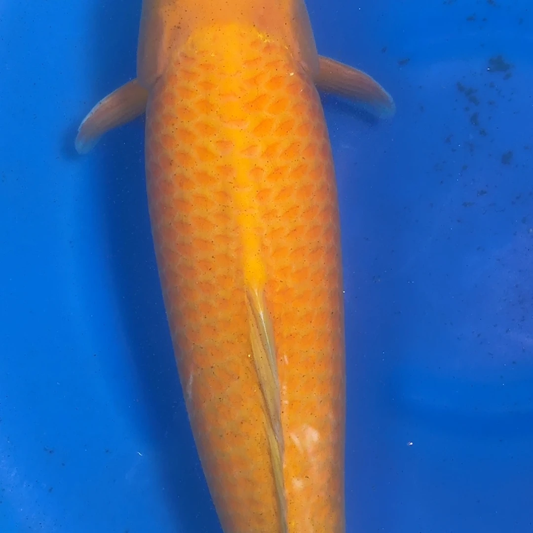海水鱼锦程锦鲤福利鱼