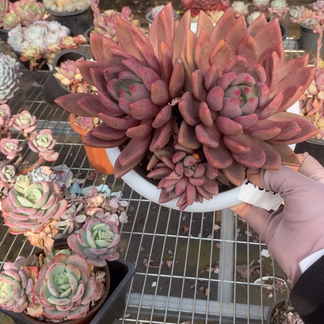 094桃花源一物一拍