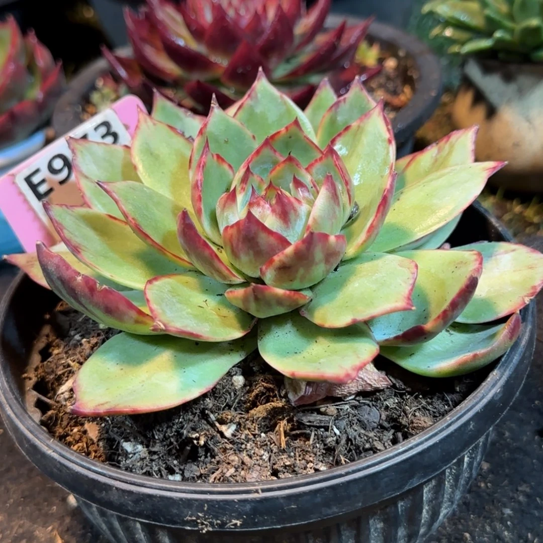 惊鸿一物一拍包装收缩花旱973