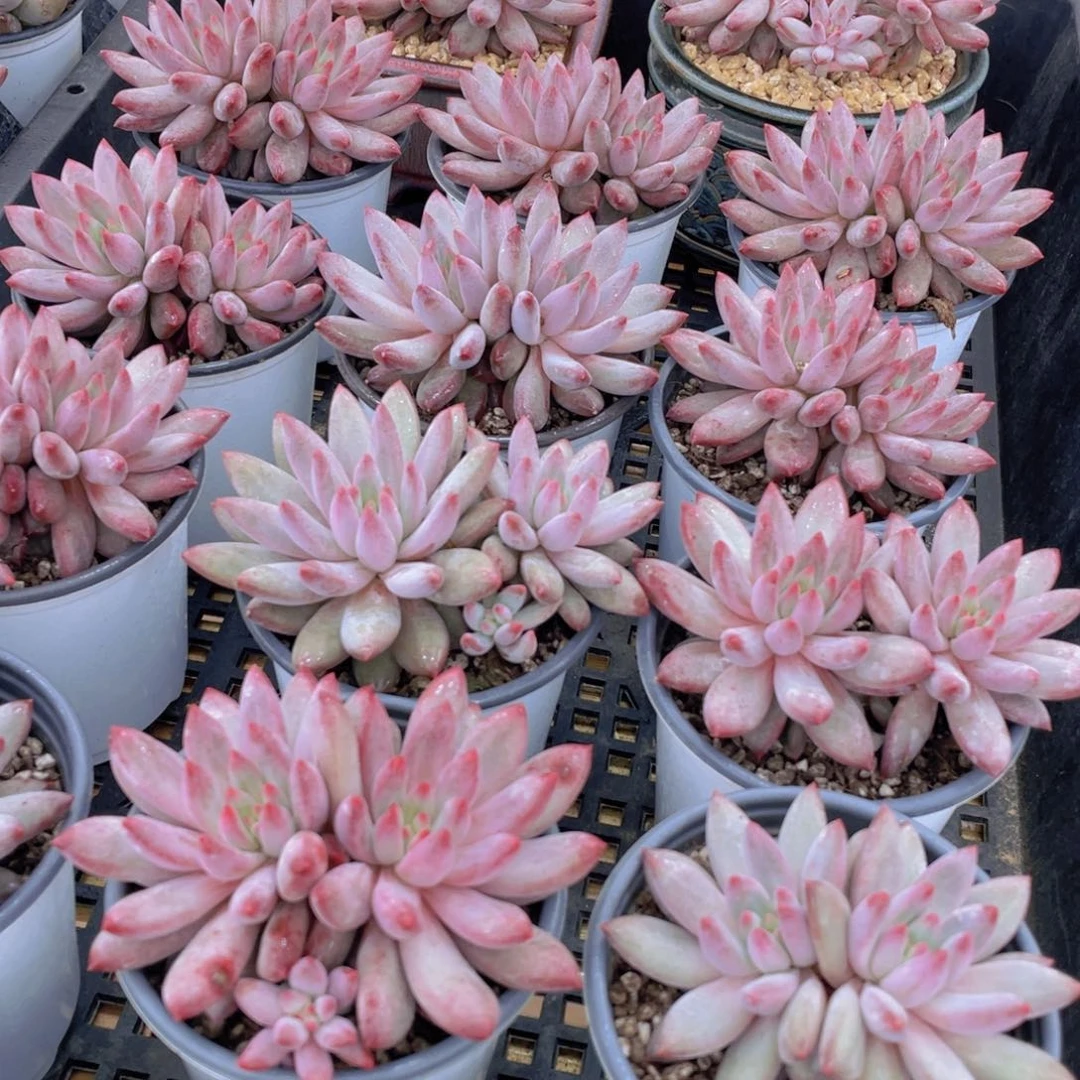 量拍36号 红虞美人大双头一个