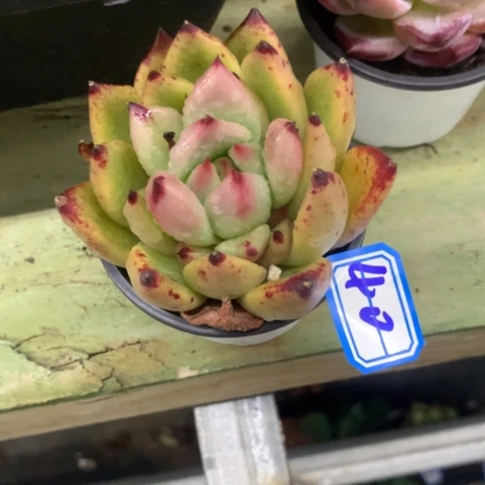 西***心一物一拍杂交多肉40