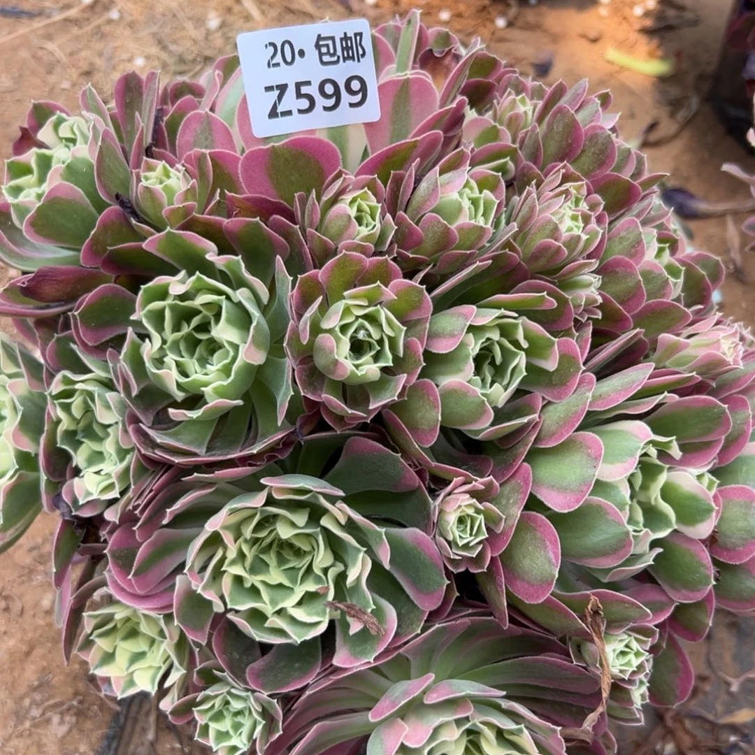 599雨花石,满20包邮