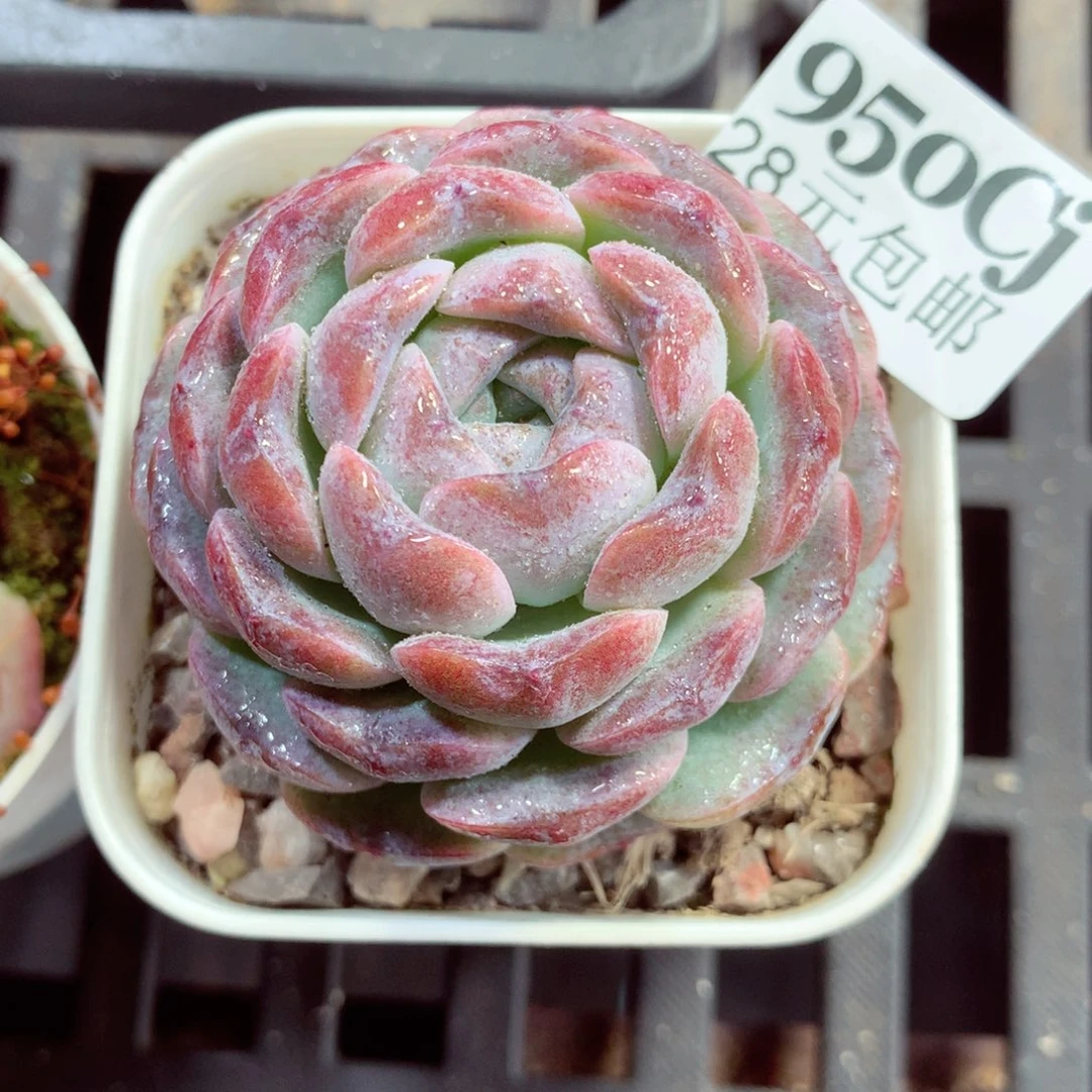 5厘米盆精控多肉950