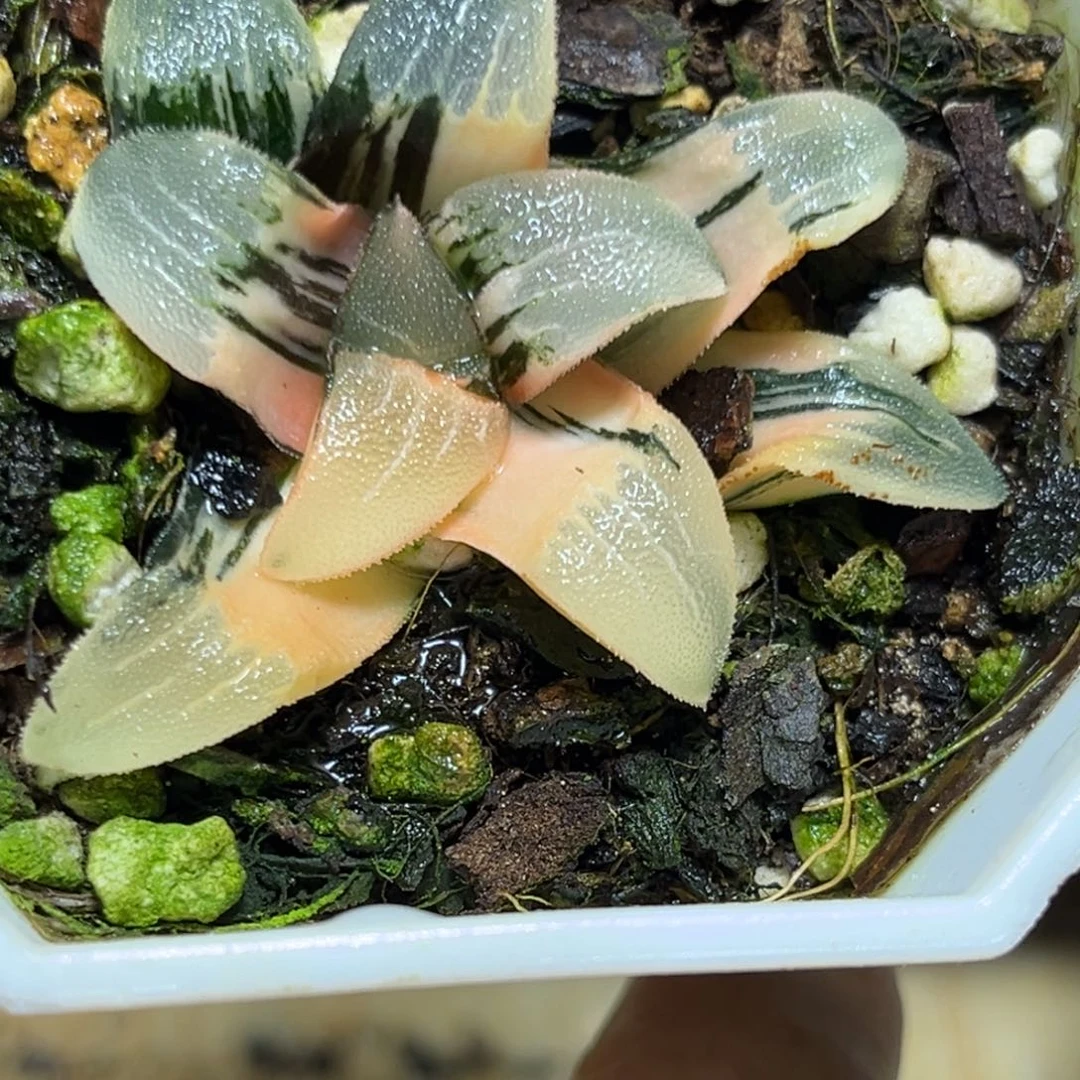 恭喜发财大吉大利0087