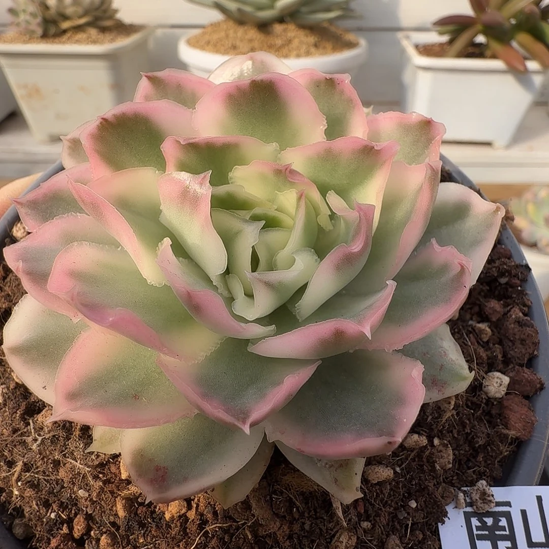 紫蝴蝶锦111102-153