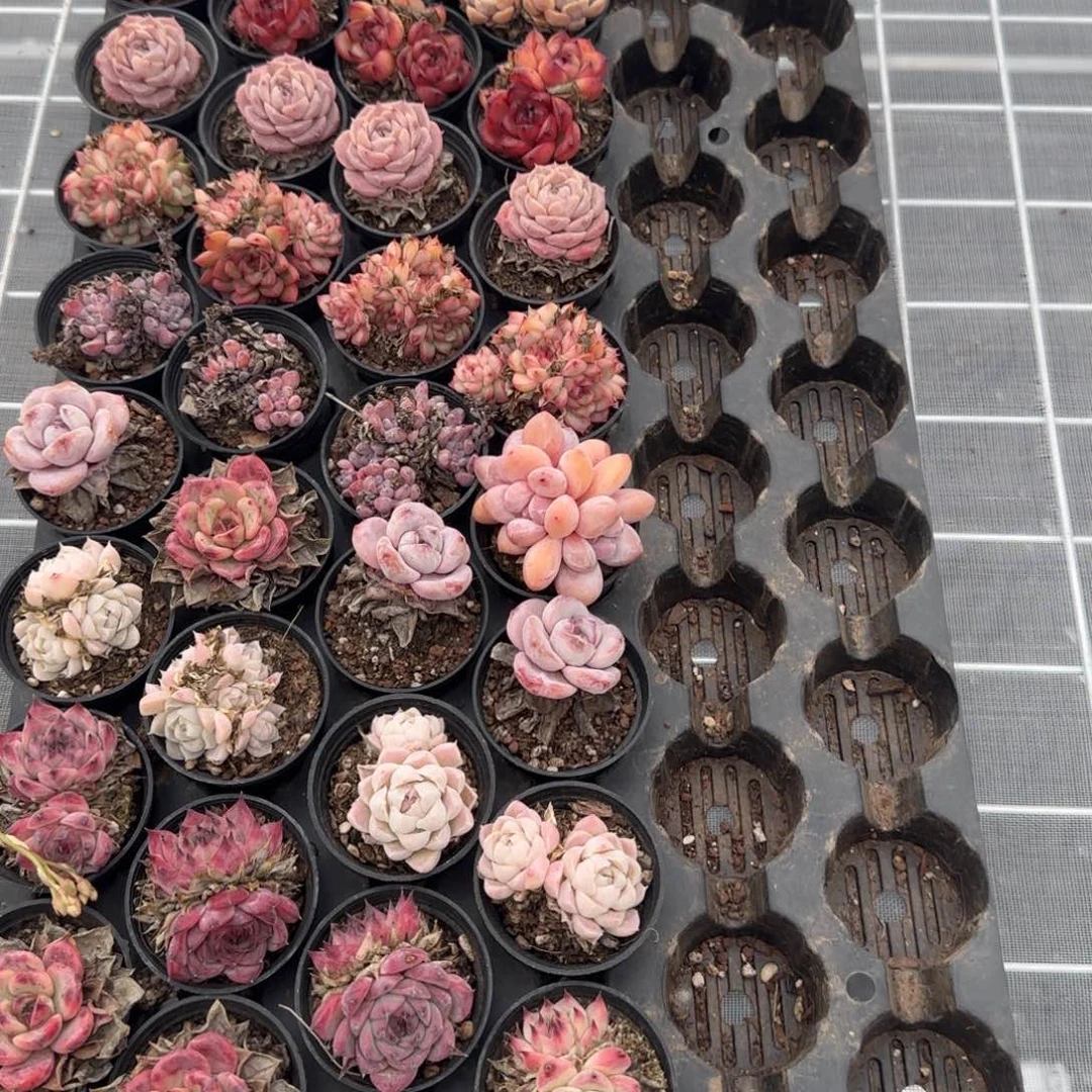 从前慢花园精选多肉萌物套餐