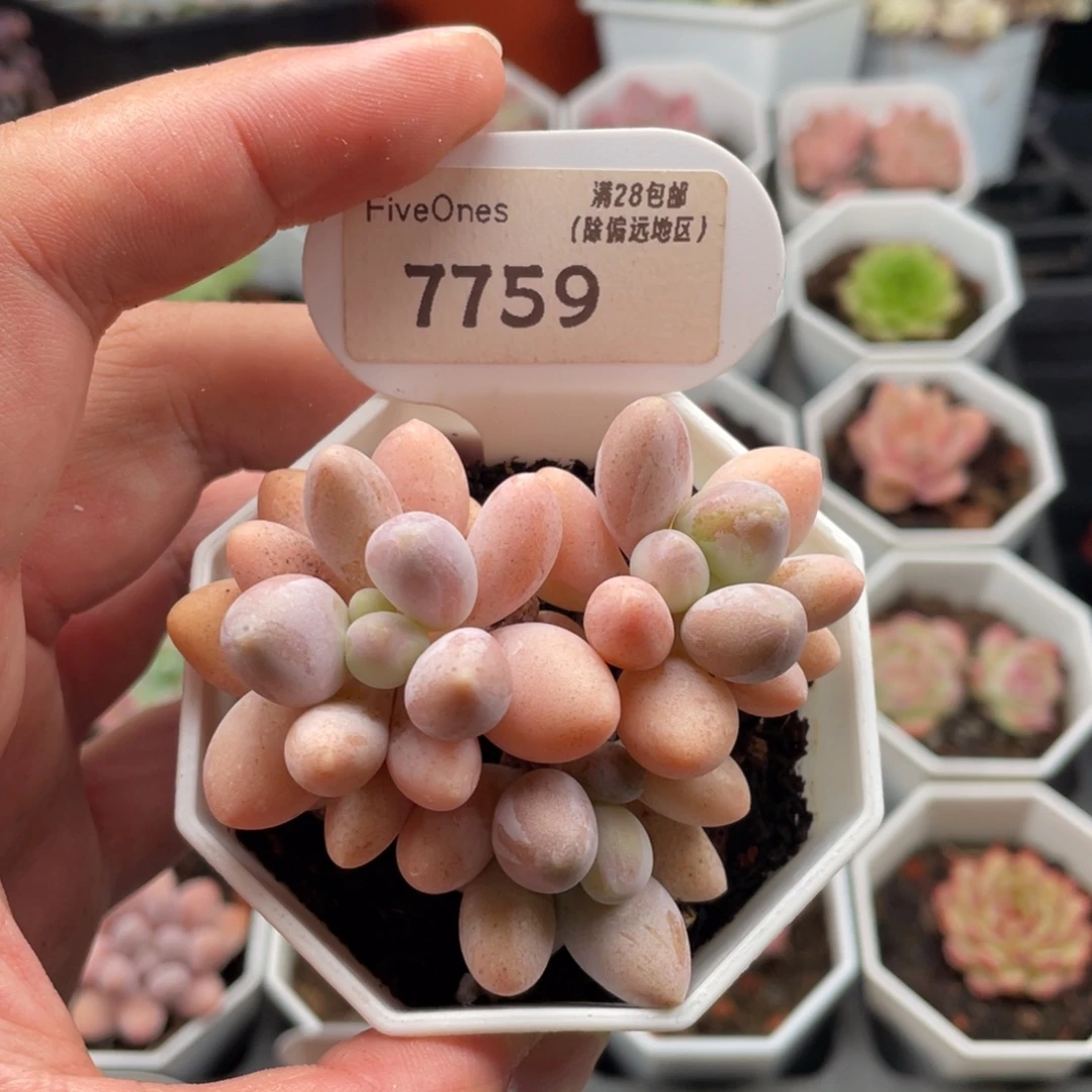 粉色恋人7759-6.5厘米
