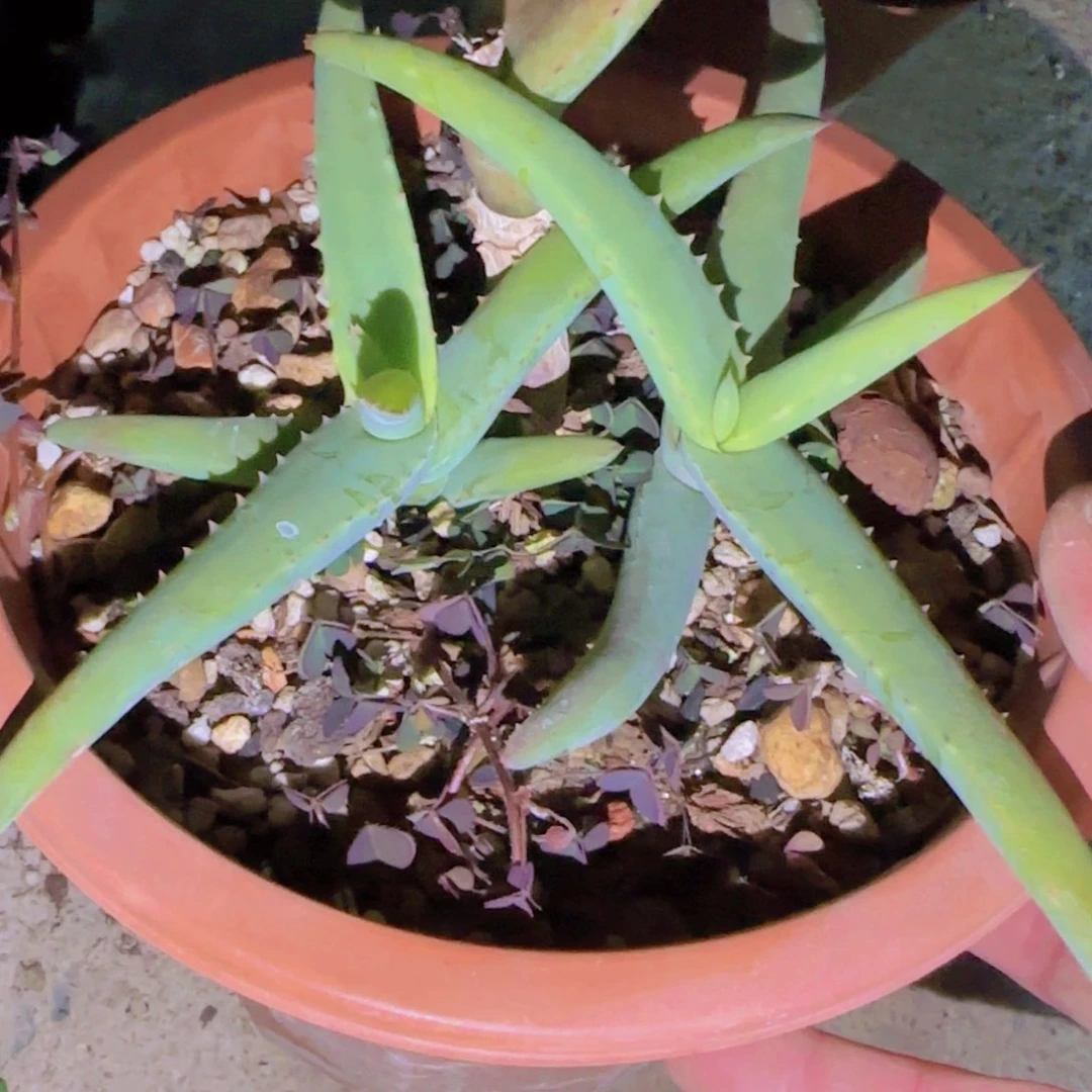 航****)块根植物块根植物块根植物