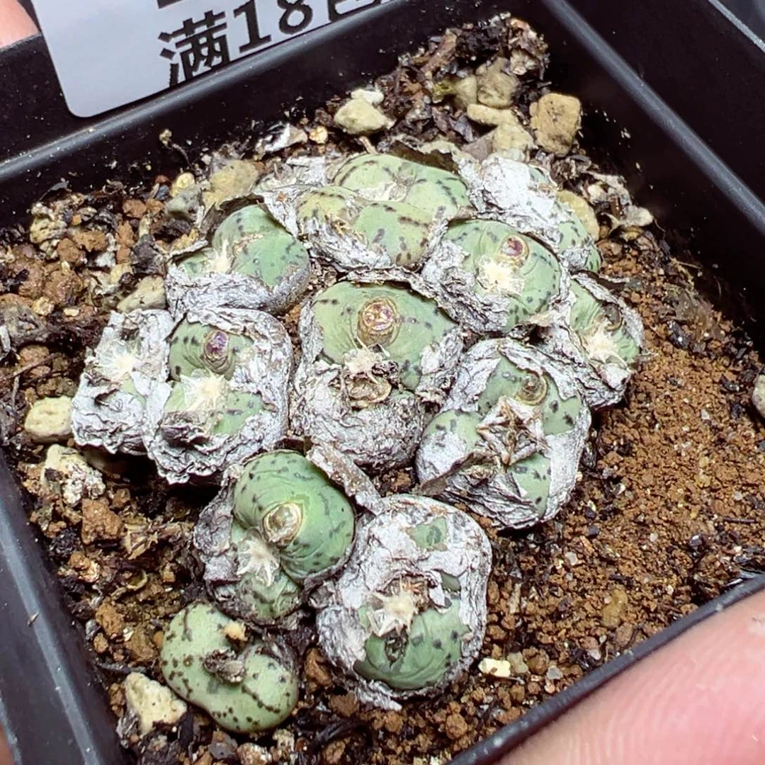 【闪购商品】 1530。