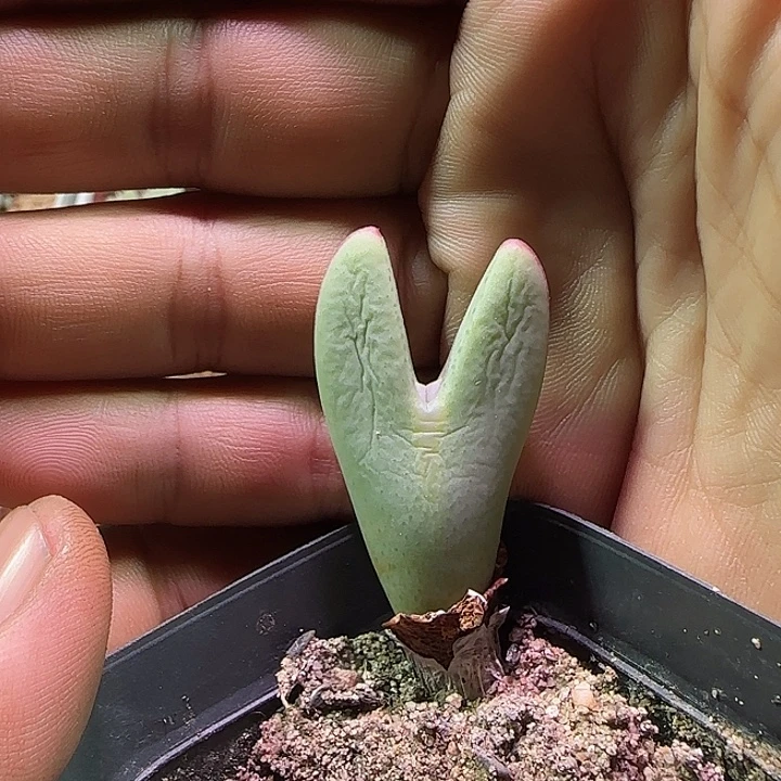 开播福利活动。  615