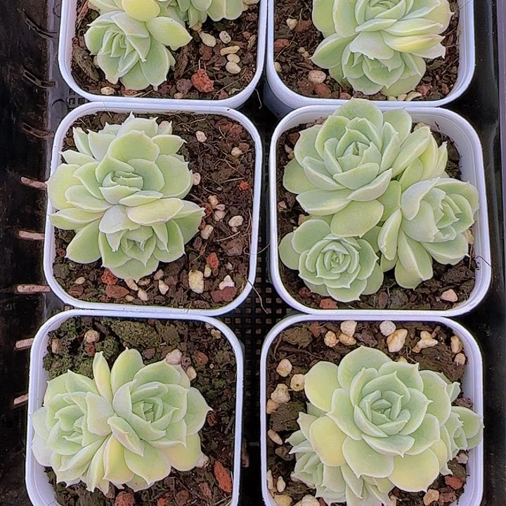 花时光精品多肉18