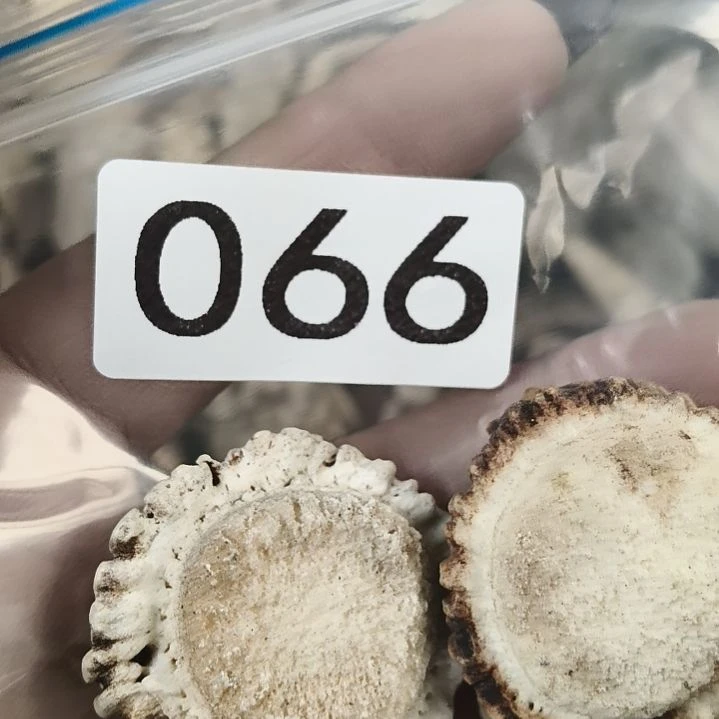 星***།鹿角鹿角鹿角鹿角鹿角鹿角