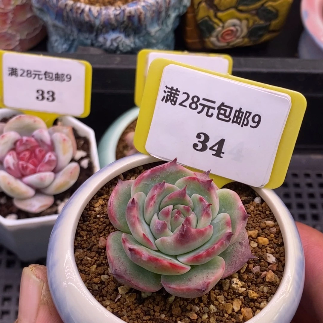 934惊鸿福利多肉植物