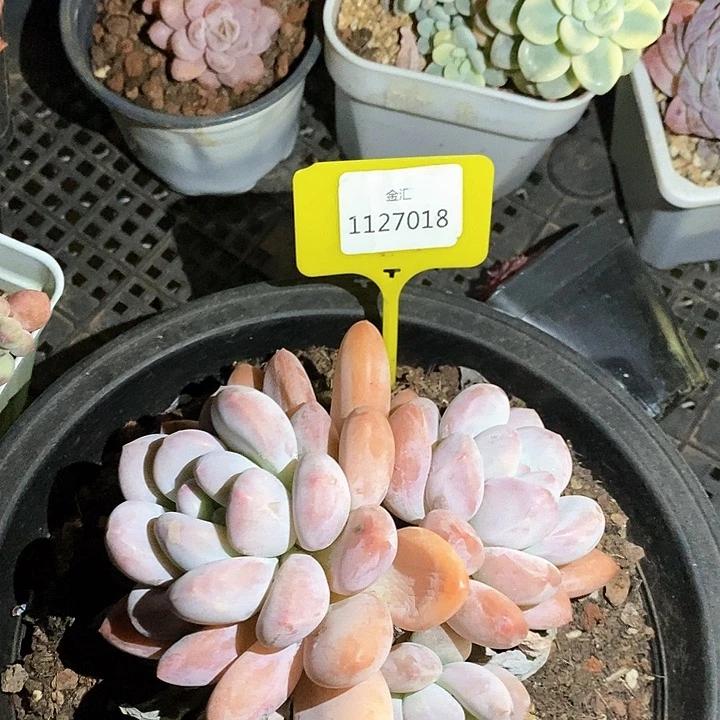 福利多多。1127018