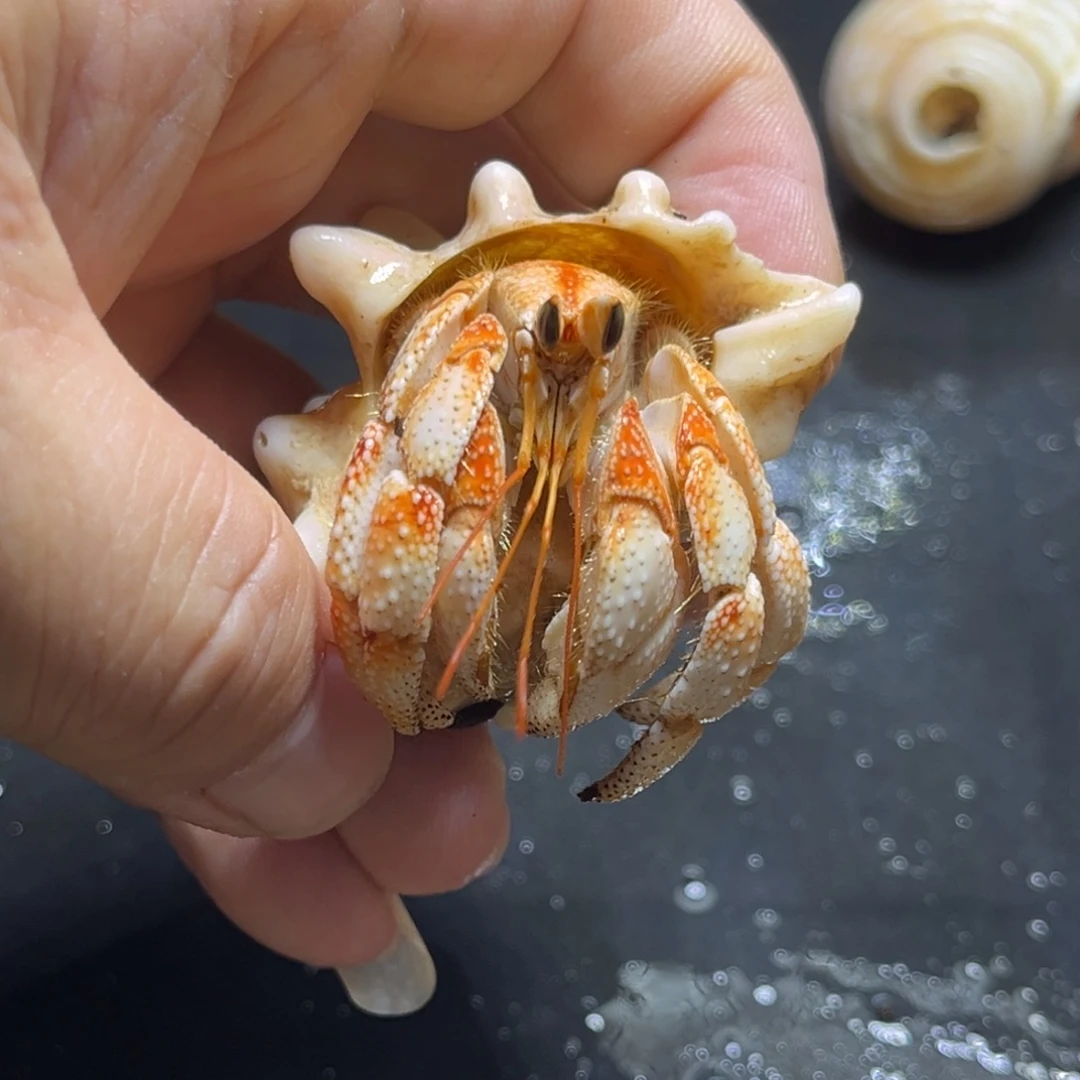 闪17号毛球2.5口径