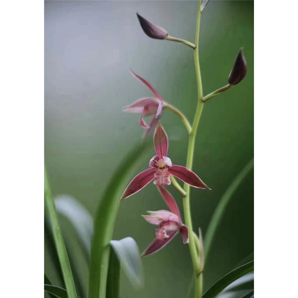 【好日子】建兰名品 老种3苗 花开浓香对版高档养兰