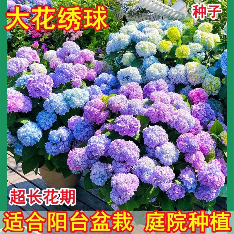 【新疆包邮】绣球花无尽夏花四季好养开花盆栽花卉植物室内庭院