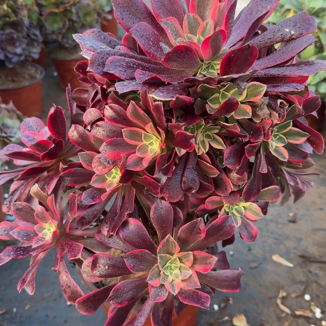 金丝526满20包邮断枝不包瑕疵