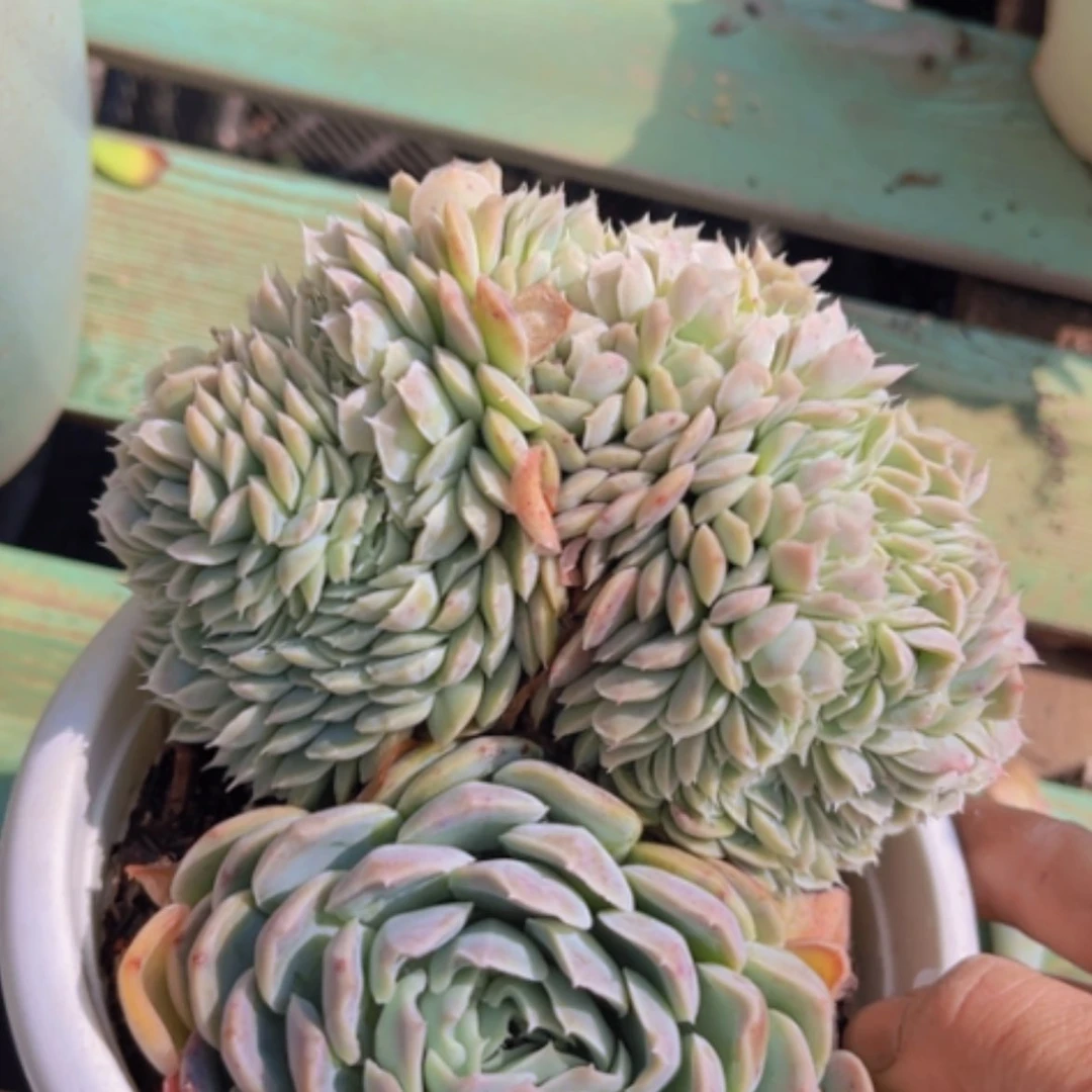 【闪购商品】香妃缀0285