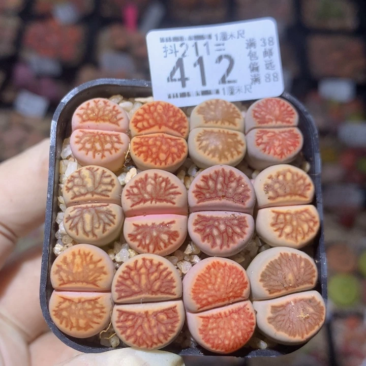 精品生石花211.412