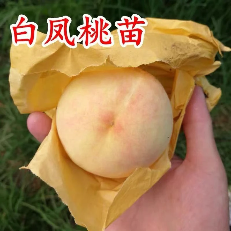 白凤水蜜桃苗南北方庭院地栽特大桃树果苗盆栽嫁接矮化