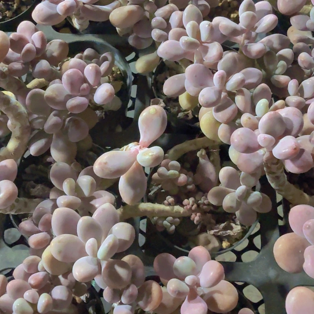 完全开放精品桃蛋多肉植物