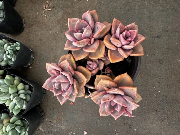 2盆彩虹糖多肉植物老桩耐寒易养适合新手（偏远地区不发货）