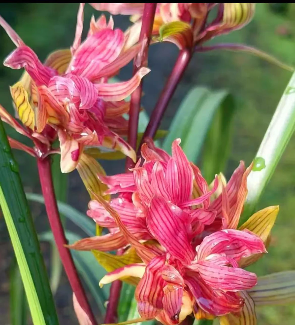 建兰铭品艺草（火凤凰）4苗草特壮苗