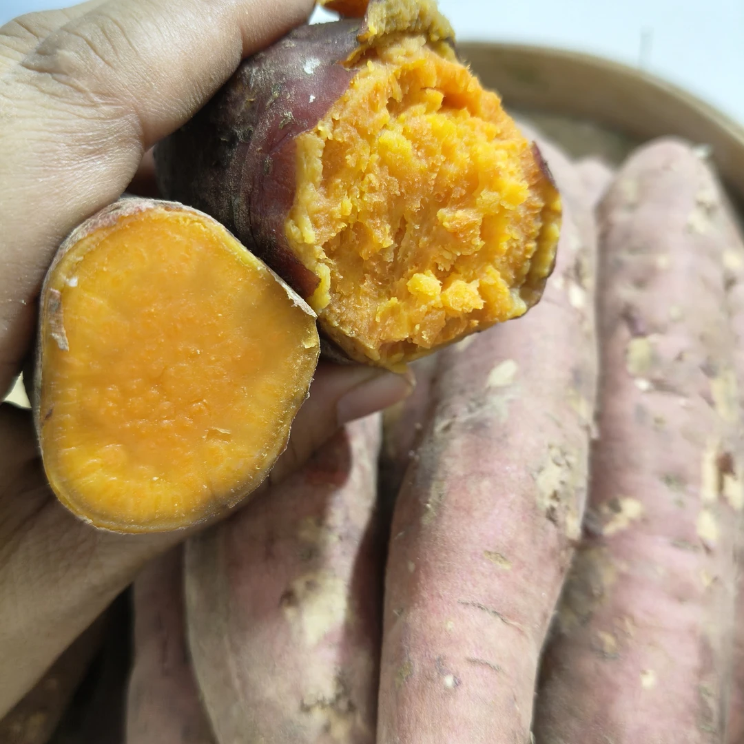 正宗沙地黄心蜜薯软糯香甜红薯番薯粗粮代餐彩票之争