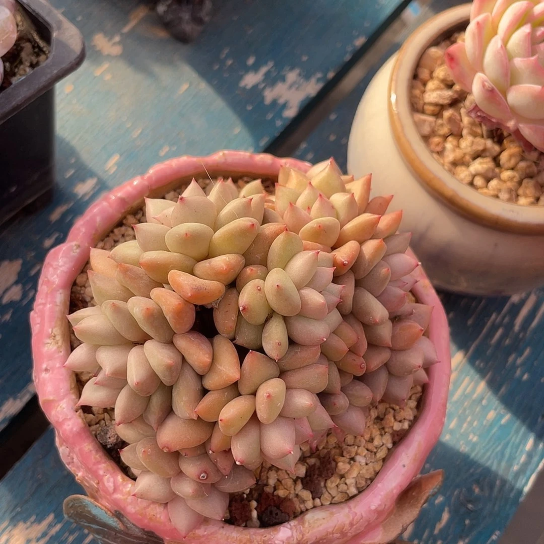 象牙多肉植物一物一拍多肉