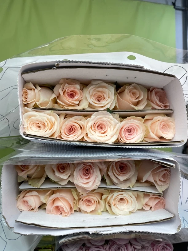 双鱼座玫瑰16支 送4支低损