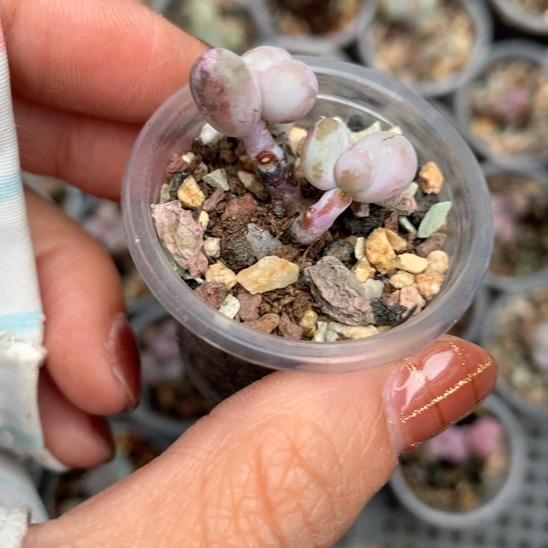 瑕疵特价不售后不售后