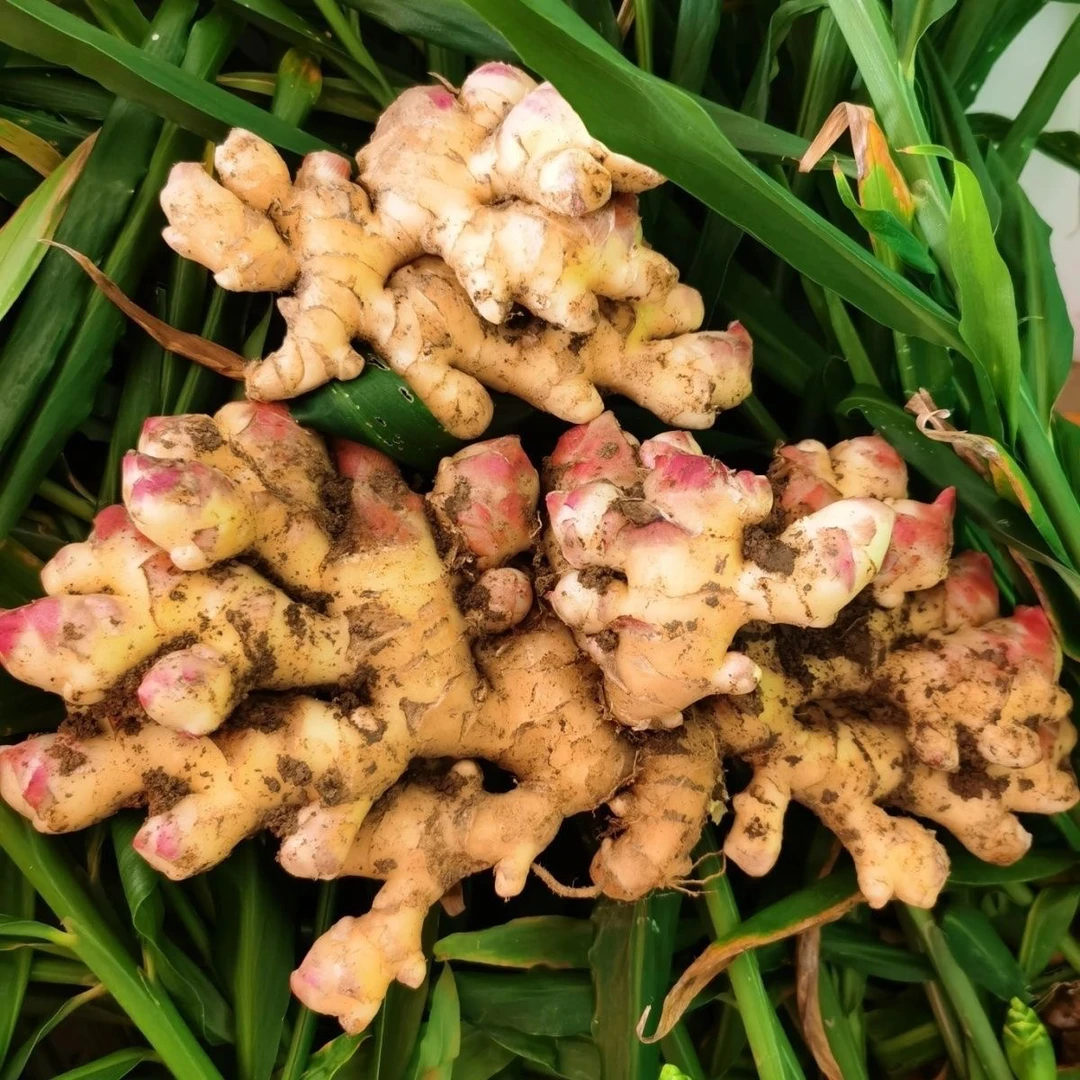 贵州高山二黄姜新鲜现挖月子姜嫩脆辛辣应季生姜糖醋泡姜