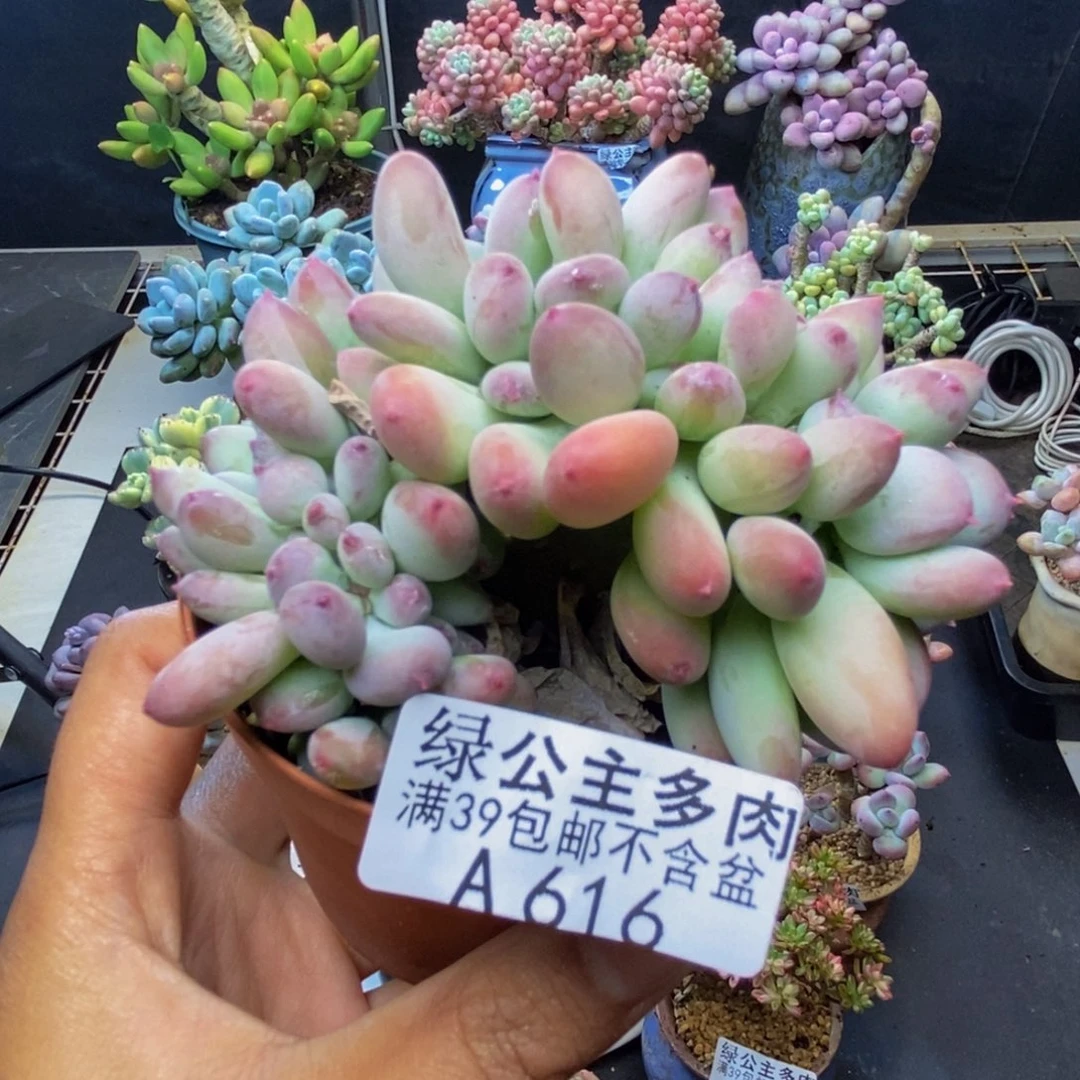 616苹果奶四代缀多肉7c m