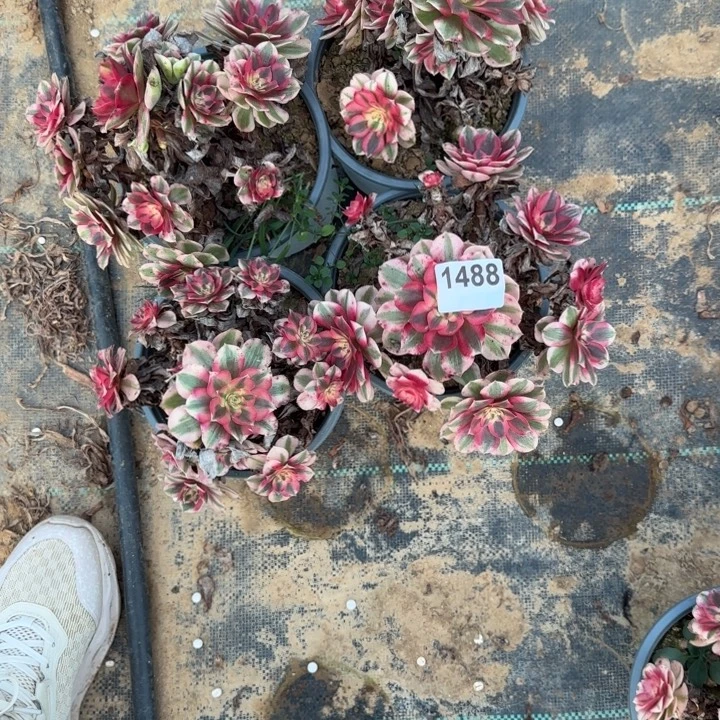 1488 清棚处理不包断枝4