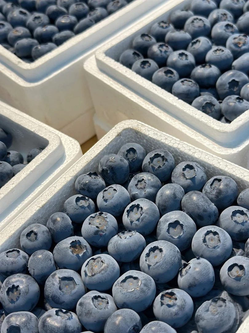 大连脆甜蓝莓新鲜现摘顺丰发货