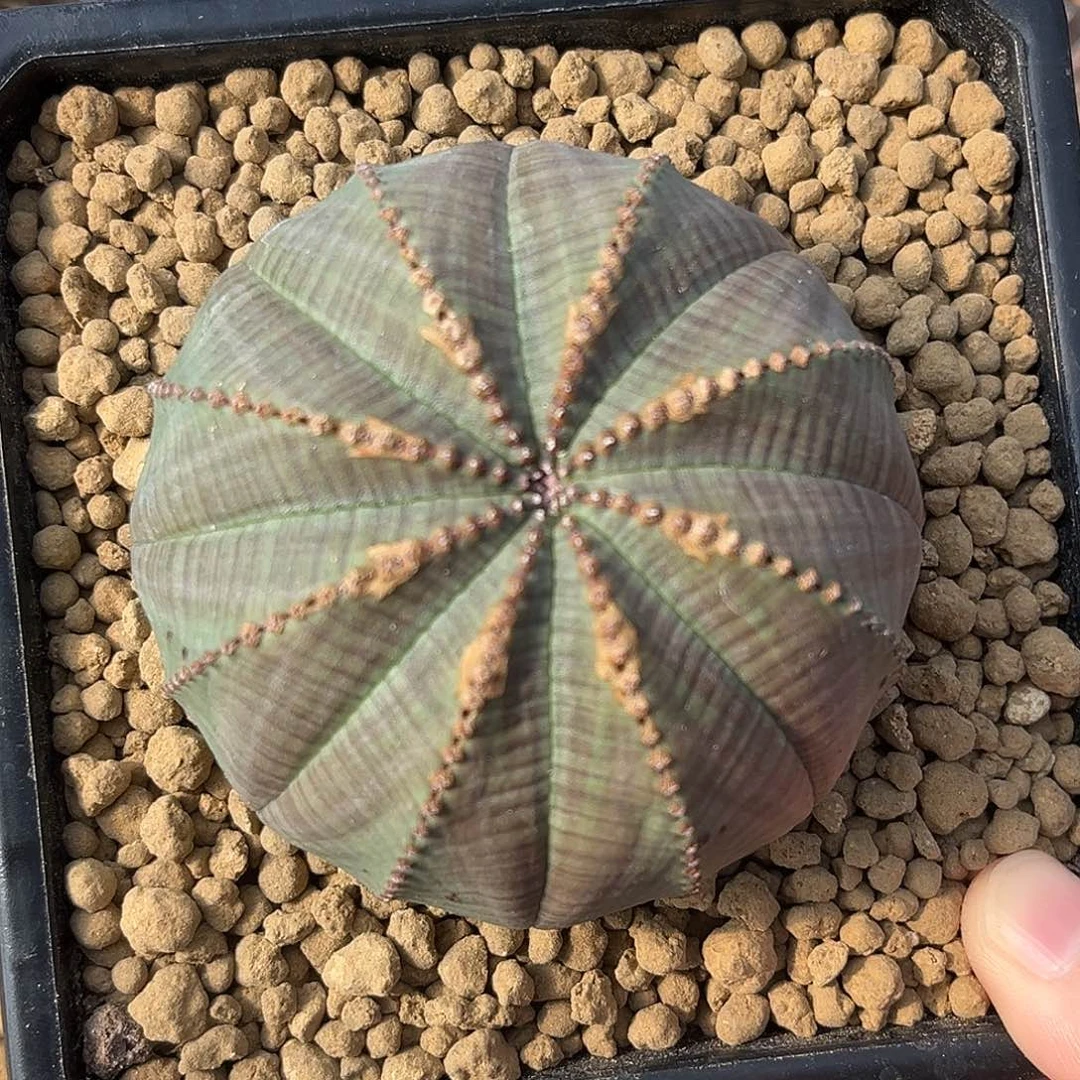 优选实生布纹球，v箭头锈斑