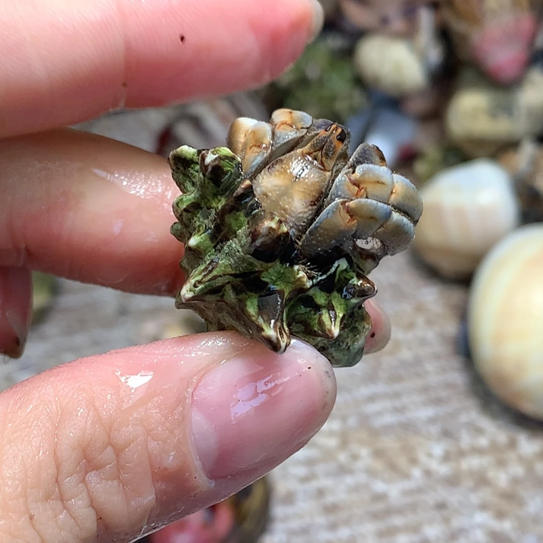 1.7口径奔跑的寄居蟹26号