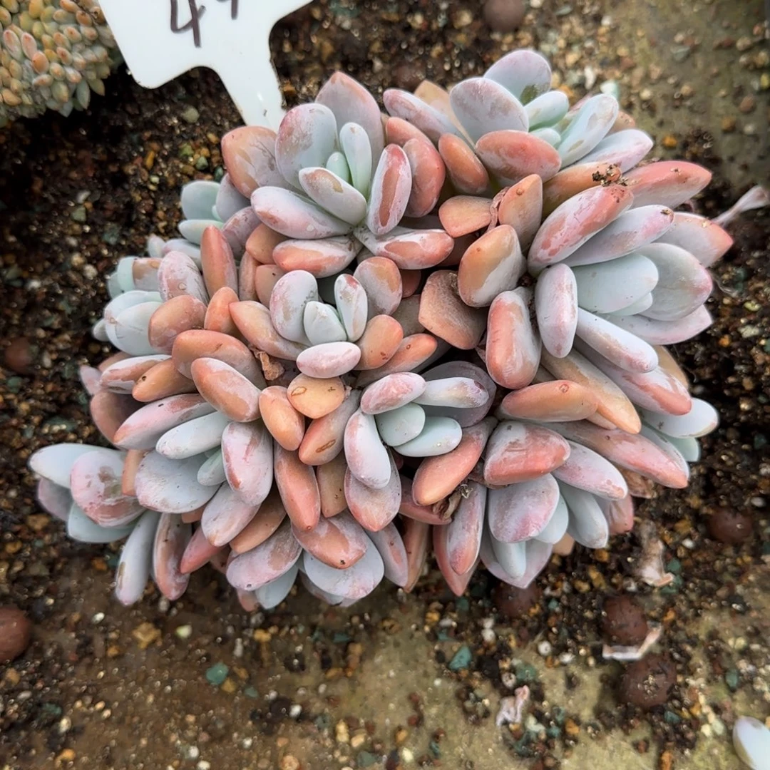 一物一拍粉兔捧花44