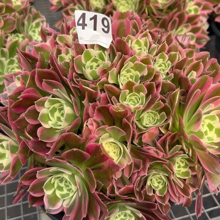 419白凤25厘米左右