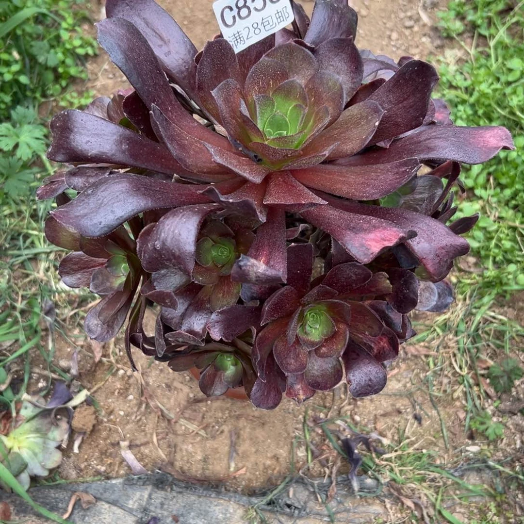 855多肉  欧子