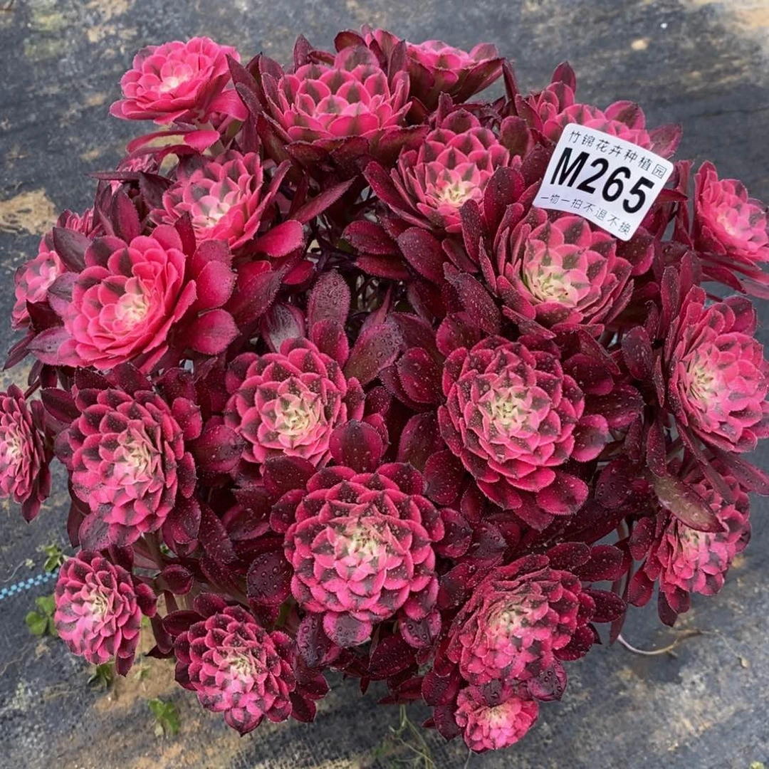 全部花朵265红彤嫩桩一棵