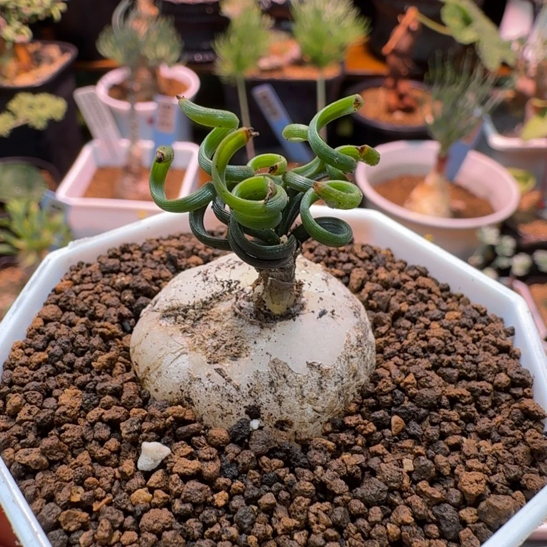 钢丝弹簧草924 仙人掌
