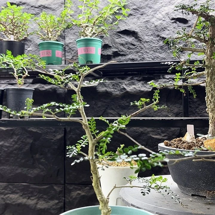 列加漆树一物一拍