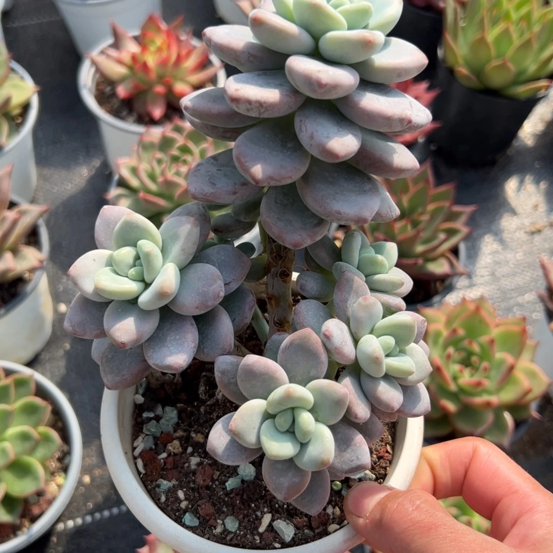 多肉植物一物一拍（32号）